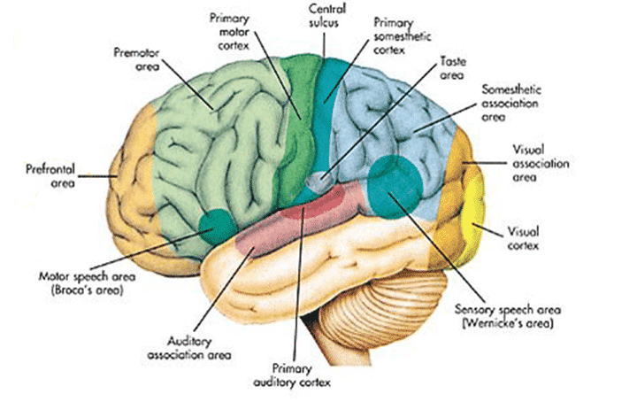 Detail Anatomi Kepala Dan Otak Nomer 5