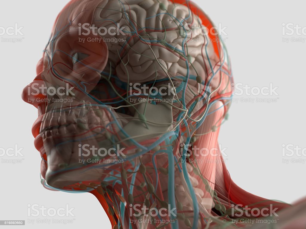 Detail Anatomi Kepala Dan Otak Nomer 40