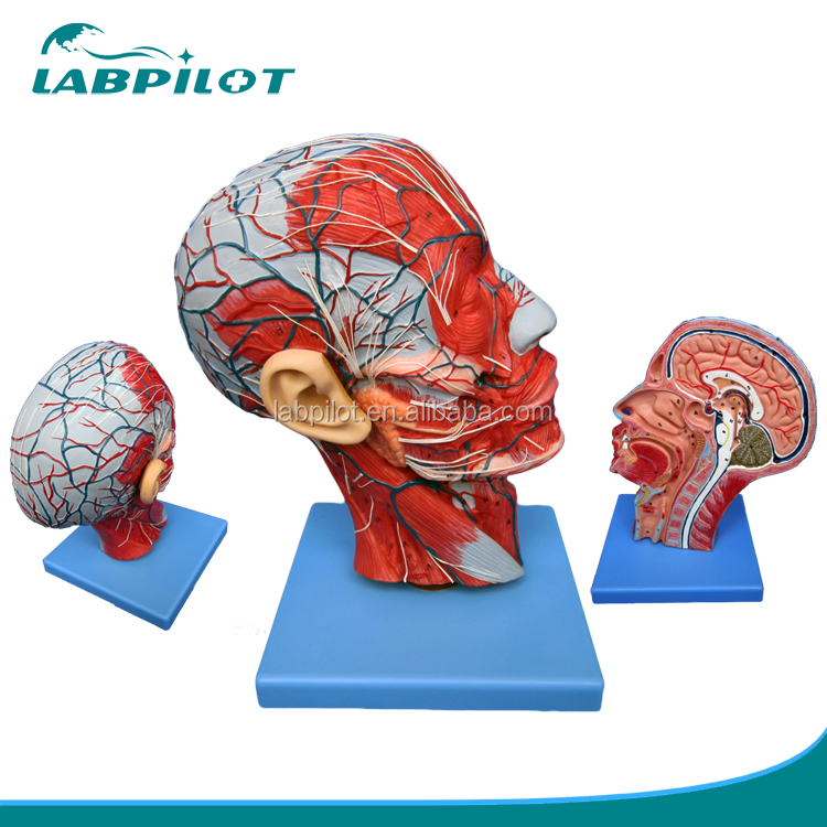 Detail Anatomi Kepala Dan Otak Nomer 49