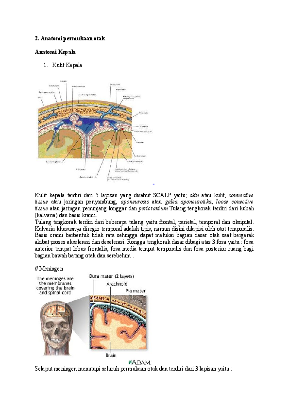 Detail Anatomi Kepala Dan Otak Nomer 51