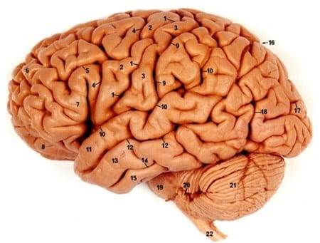 Detail Anatomi Kepala Dan Otak Nomer 53