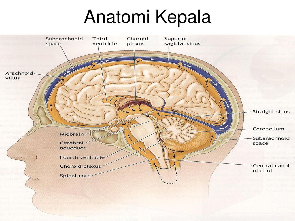 Detail Anatomi Kepala Dan Otak Nomer 10
