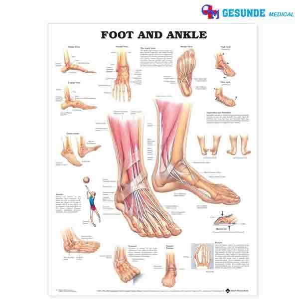 Detail Anatomi Otot Kaki Nomer 16