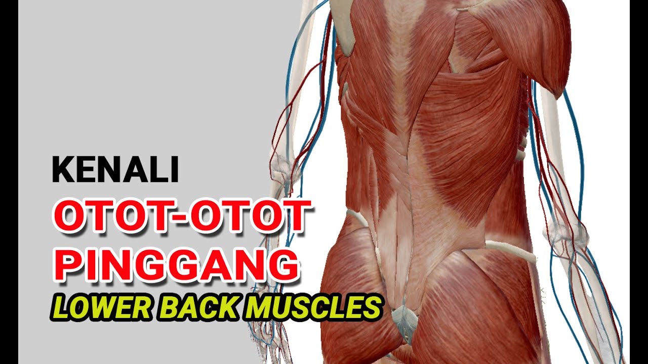 Detail Anatomi Otot Kaki Nomer 33