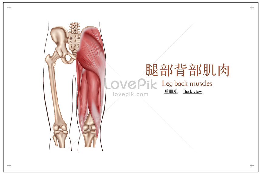 Detail Anatomi Otot Kaki Nomer 34