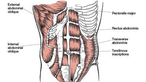 Detail Anatomi Otot Perut Nomer 24