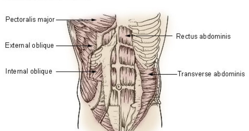 Detail Anatomi Otot Perut Nomer 28
