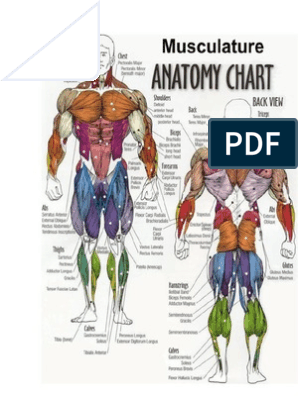 Detail Anatomi Otot Perut Nomer 34