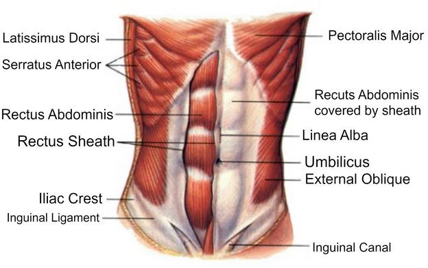 Detail Anatomi Otot Perut Nomer 4