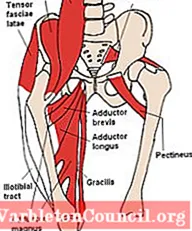 Detail Anatomi Otot Perut Nomer 48