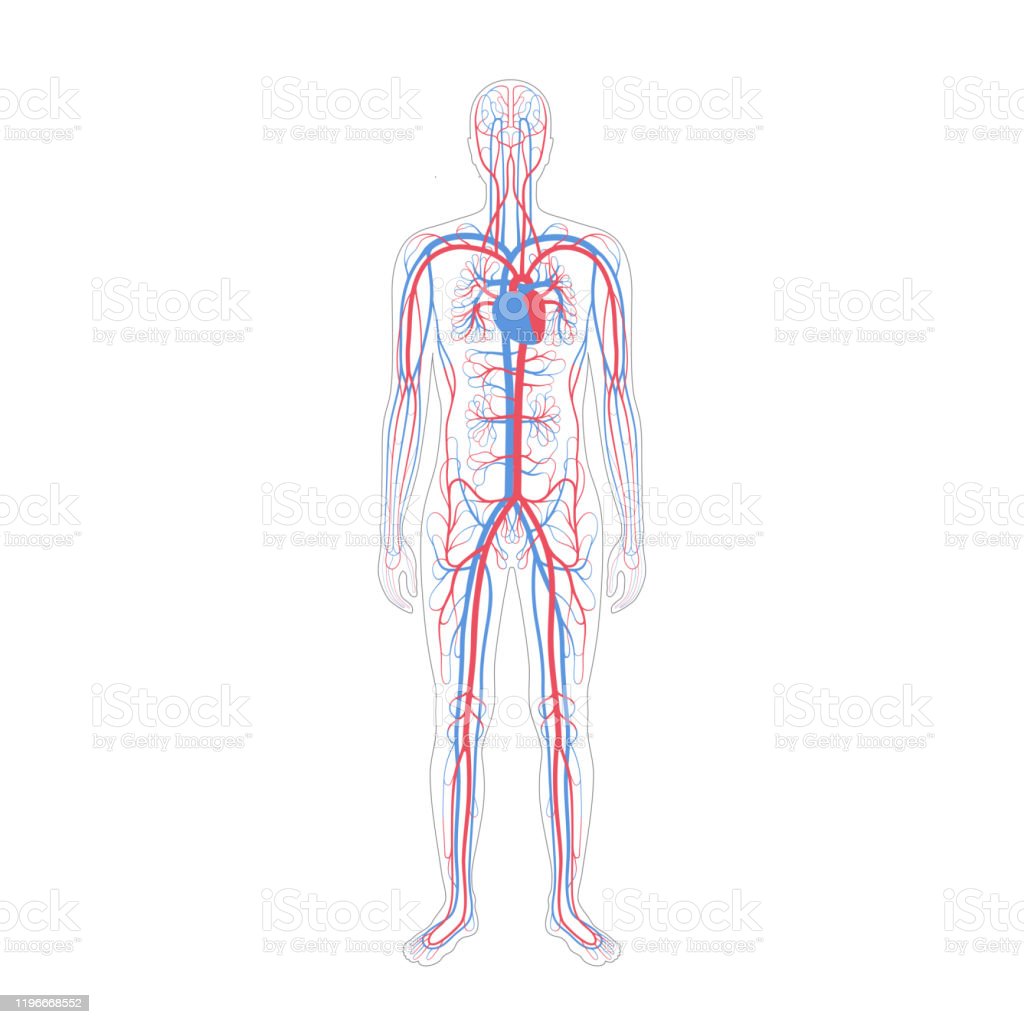 Detail Anatomi Sistem Peredaran Darah Nomer 19