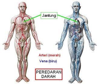 Detail Anatomi Sistem Peredaran Darah Nomer 30