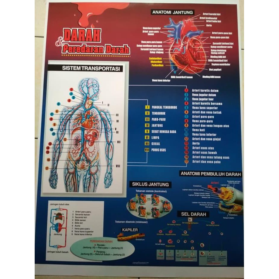 Detail Anatomi Sistem Peredaran Darah Nomer 34