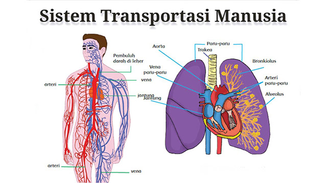 Detail Anatomi Sistem Peredaran Darah Nomer 36