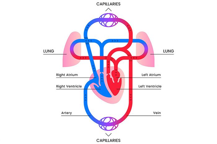 Detail Anatomi Sistem Peredaran Darah Nomer 8