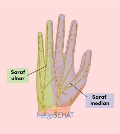 Detail Anatomi Tangan Gambar Vena Nervusarteri Pada Tangan Nomer 10