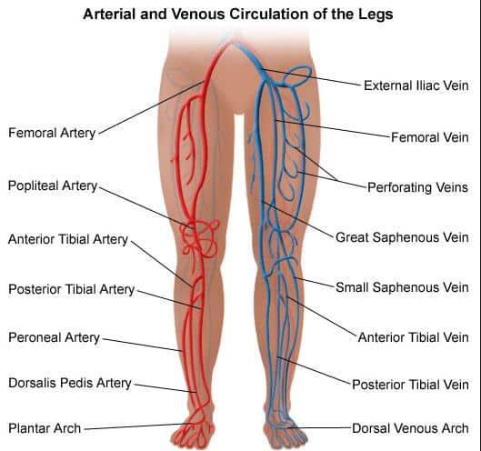 Detail Anatomi Tangan Gambar Vena Nervusarteri Pada Tangan Nomer 12