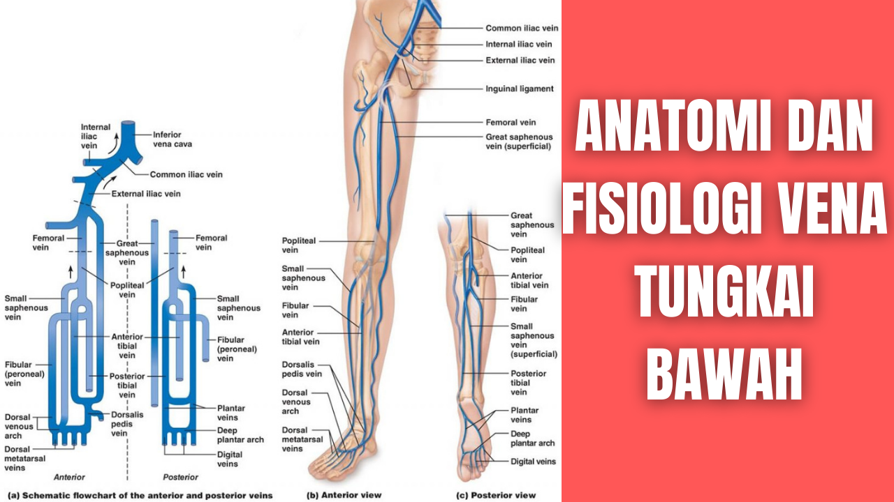 Detail Anatomi Tangan Gambar Vena Nervusarteri Pada Tangan Nomer 15