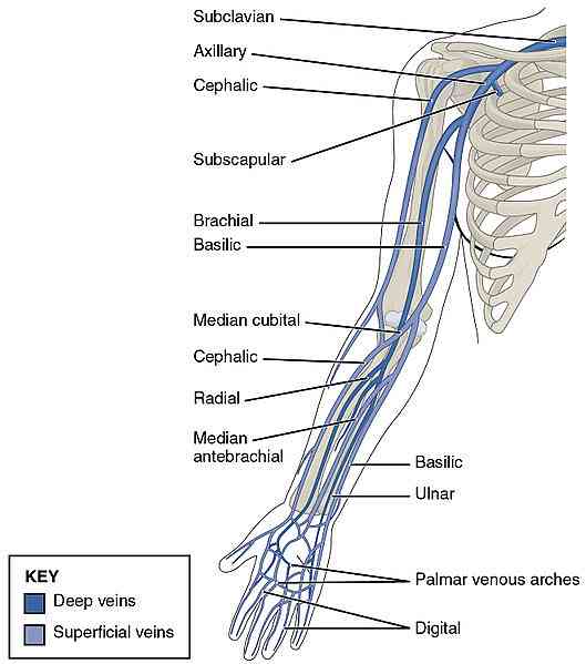Detail Anatomi Tangan Gambar Vena Nervusarteri Pada Tangan Nomer 4
