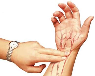 Detail Anatomi Tangan Gambar Vena Nervusarteri Pada Tangan Nomer 32