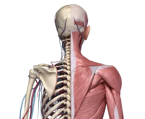 Detail Anatomi Tangan Gambar Vena Nervusarteri Pada Tangan Nomer 40