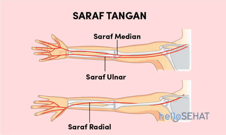 Detail Anatomi Tangan Gambar Vena Nervusarteri Pada Tangan Nomer 6