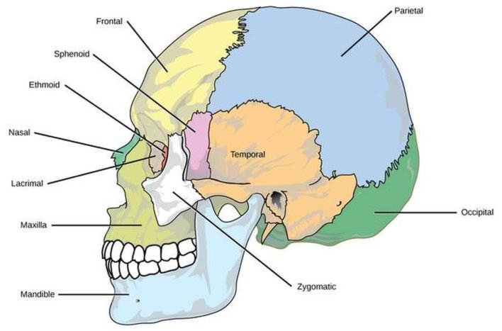 Detail Anatomi Tengkorak Kepala Nomer 2