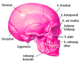Detail Anatomi Tengkorak Kepala Nomer 20