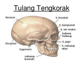 Detail Anatomi Tengkorak Kepala Nomer 6