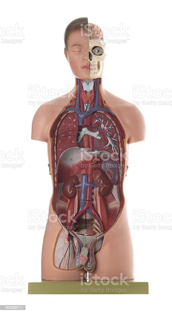 Anatomi Tubuh Laki Laki - KibrisPDR