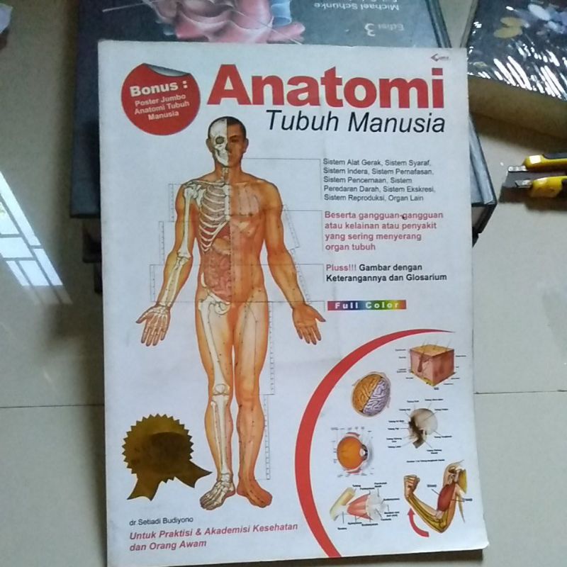Detail Anatomi Tubuh Laki Laki Nomer 42