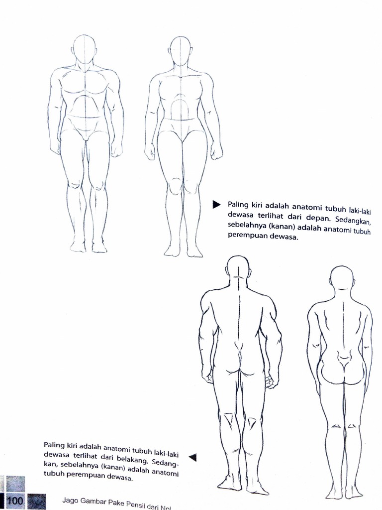 Detail Anatomi Tubuh Laki Laki Nomer 44
