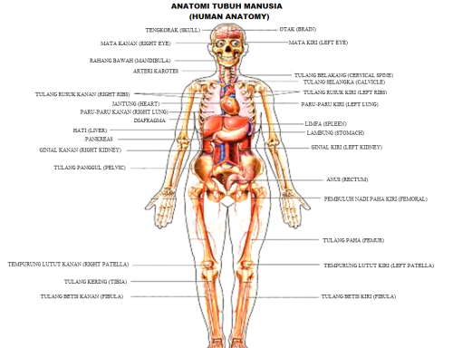 Detail Anatomi Tubuh Laki Laki Nomer 6