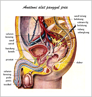 Detail Anatomi Tubuh Laki Laki Nomer 9