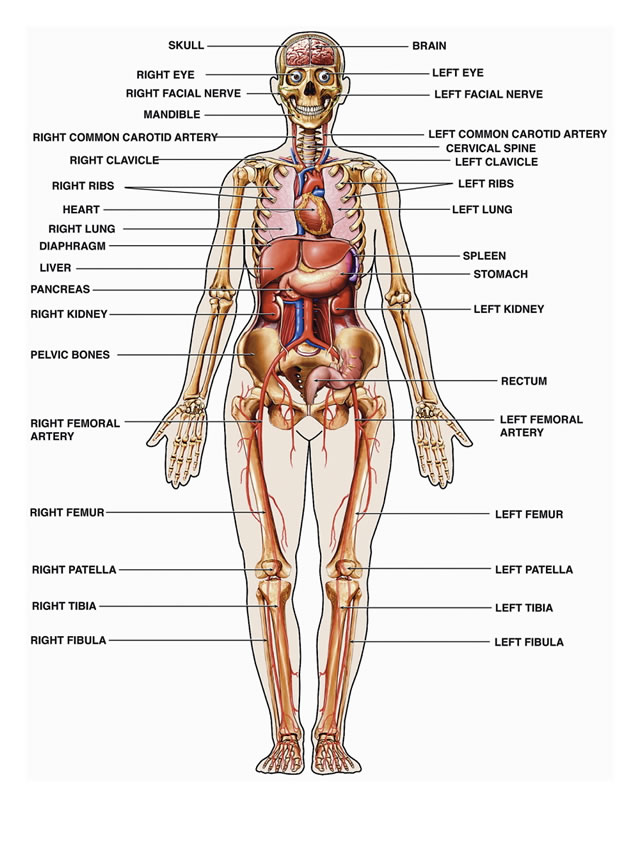 Detail Anatomi Tubuh Wanita Nomer 3