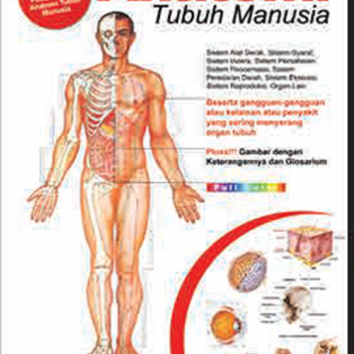Detail Anatomi Tubuh Wanita Nomer 23