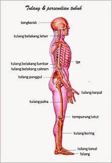 Detail Anatomi Tubuh Wanita Nomer 38