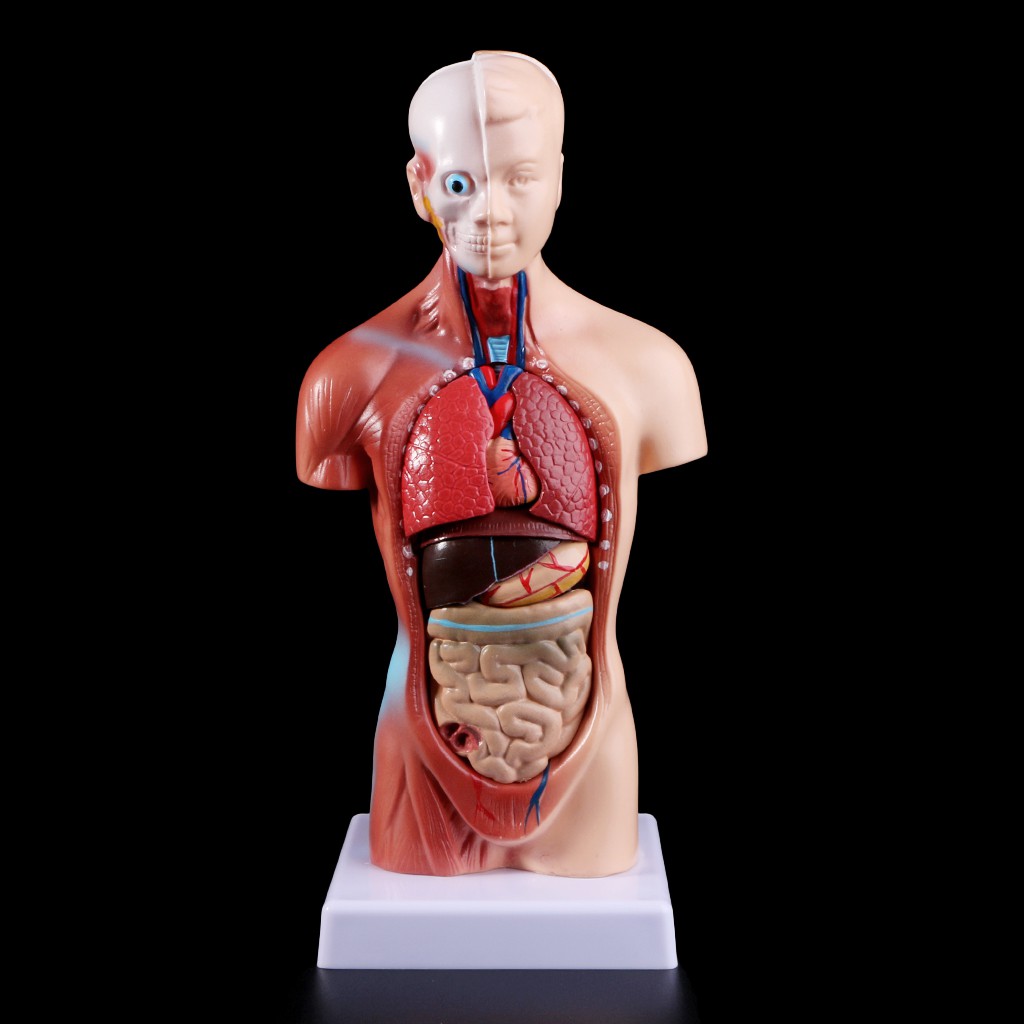 Detail Anatomi Tubuh Wanita Nomer 6