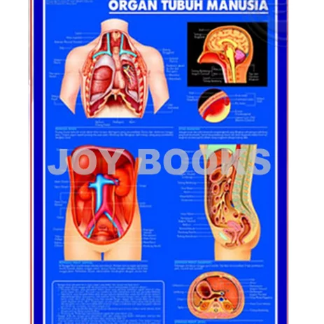 Detail Anatomi Tubuh Wanita Nomer 54