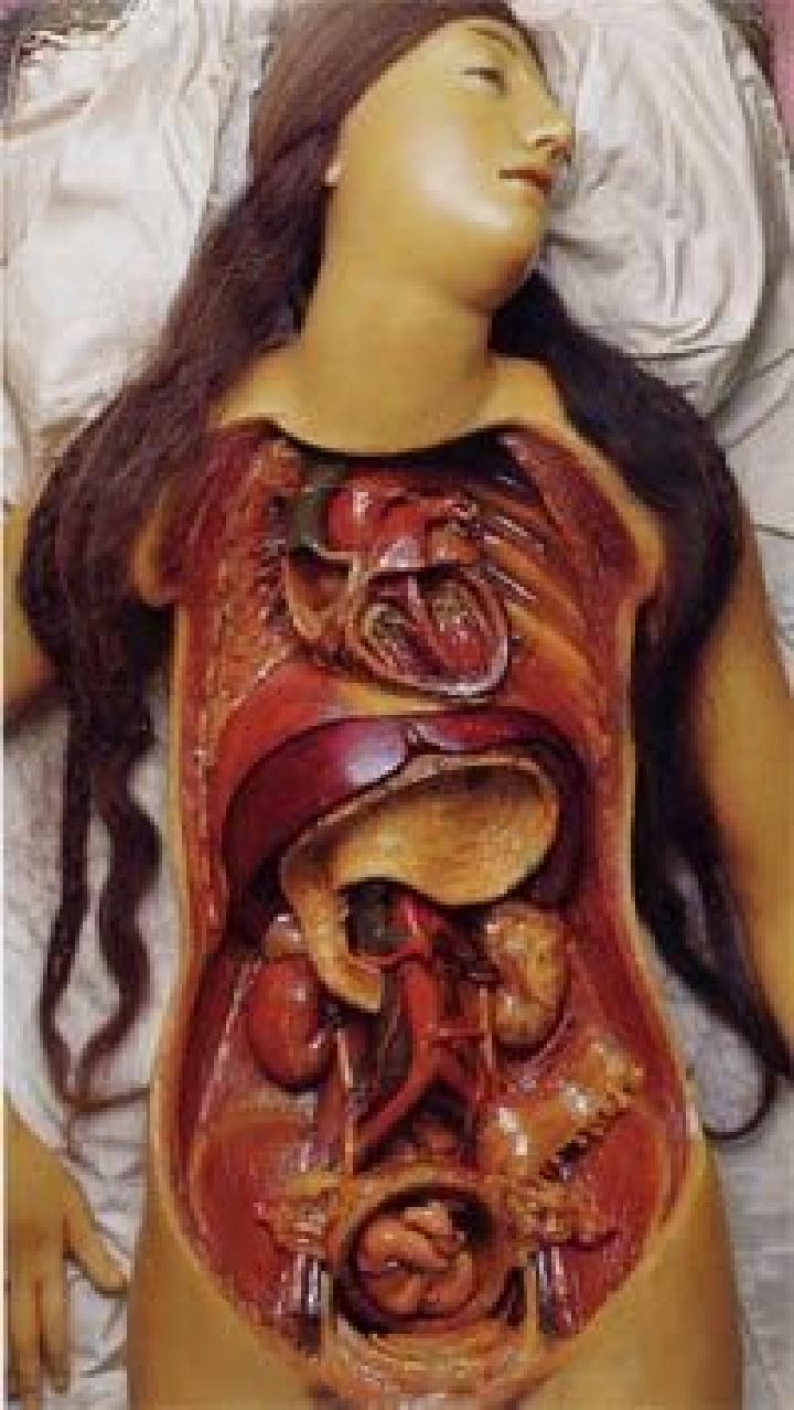 Detail Anatomi Tubuh Wanita Asli Nomer 20