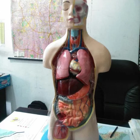 Detail Anatomi Tubuh Wanita Asli Nomer 42