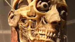 Detail Anatomi Tubuh Wanita Asli Nomer 45