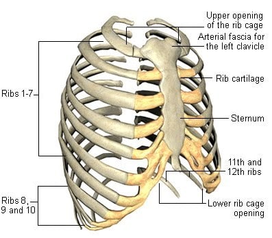 Detail Anatomi Tulang Dada Nomer 17