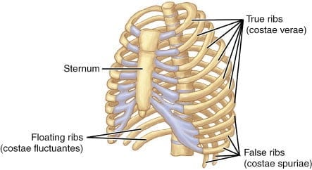 Detail Anatomi Tulang Dada Nomer 19