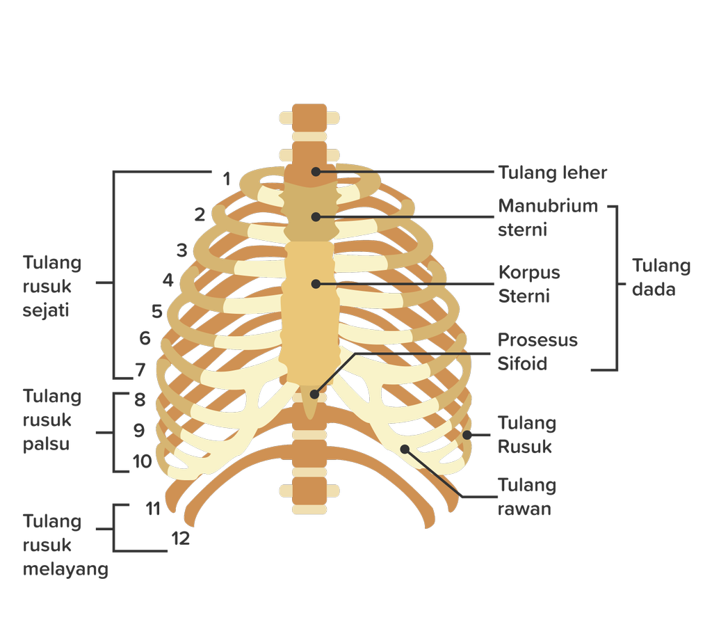 Detail Anatomi Tulang Dada Nomer 25