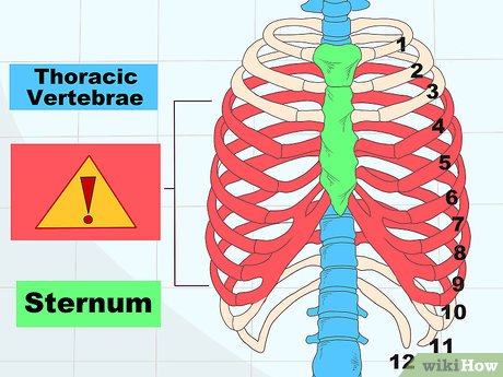 Detail Anatomi Tulang Dada Nomer 43