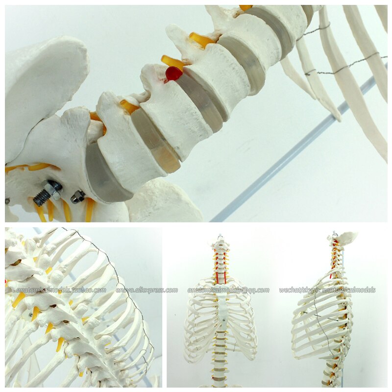 Detail Anatomi Tulang Dada Nomer 56