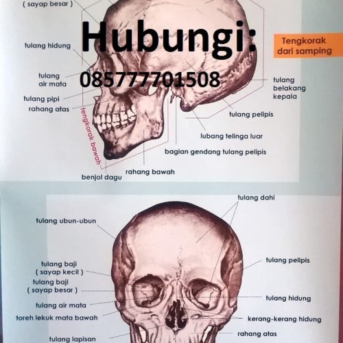 Detail Anatomi Tulang Kepala Nomer 13