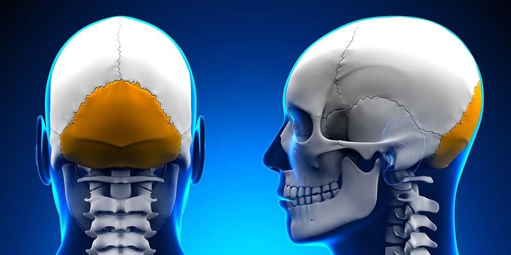 Detail Anatomi Tulang Kepala Nomer 17