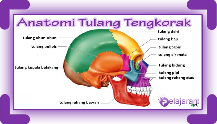 Detail Anatomi Tulang Kepala Nomer 3